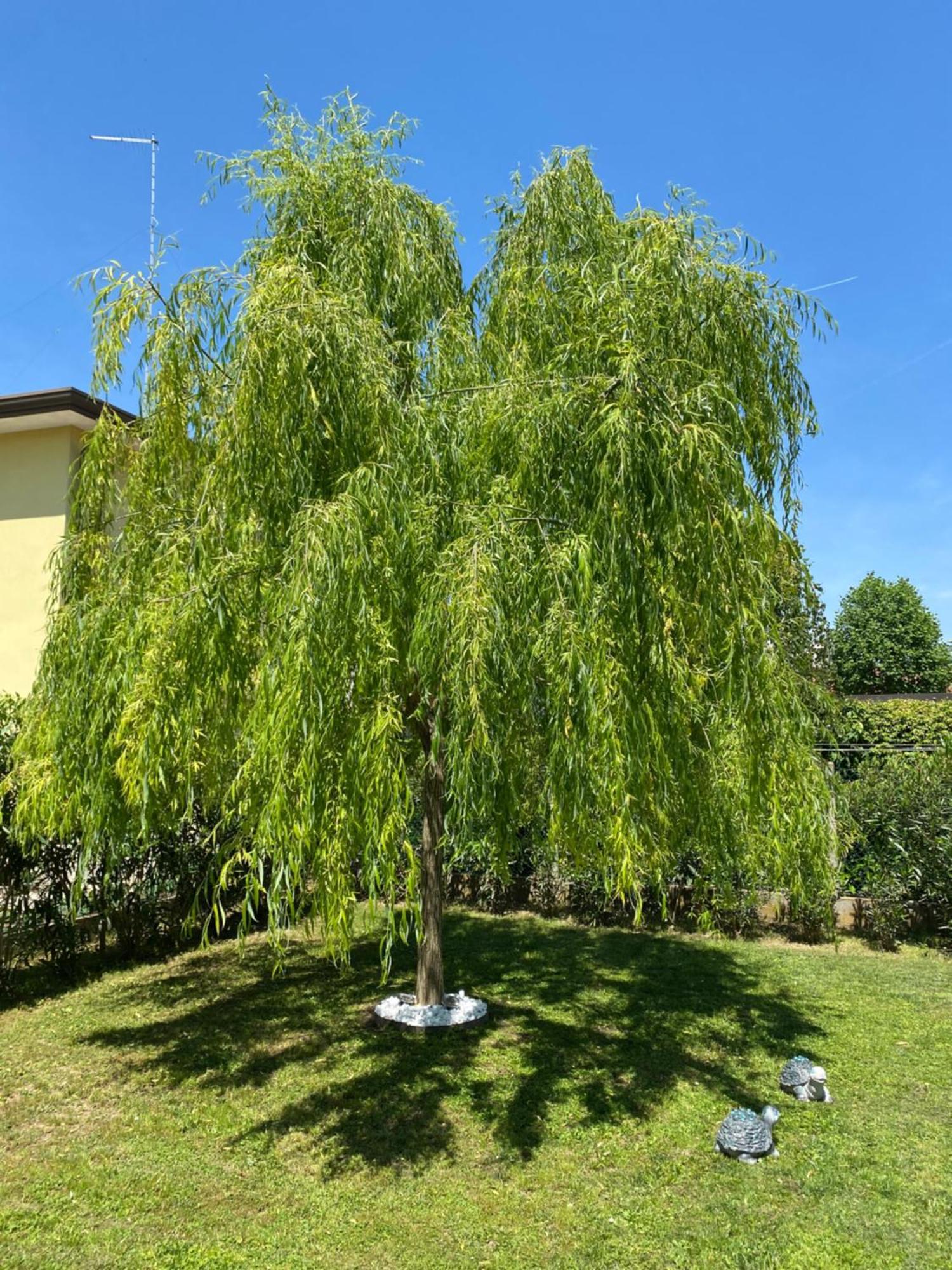 la Villa Gondola House Favaro Veneto Esterno foto